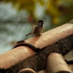 Prevenire il Rischio di Caduta: Strategie di Accesso Sicuro ai Tetti